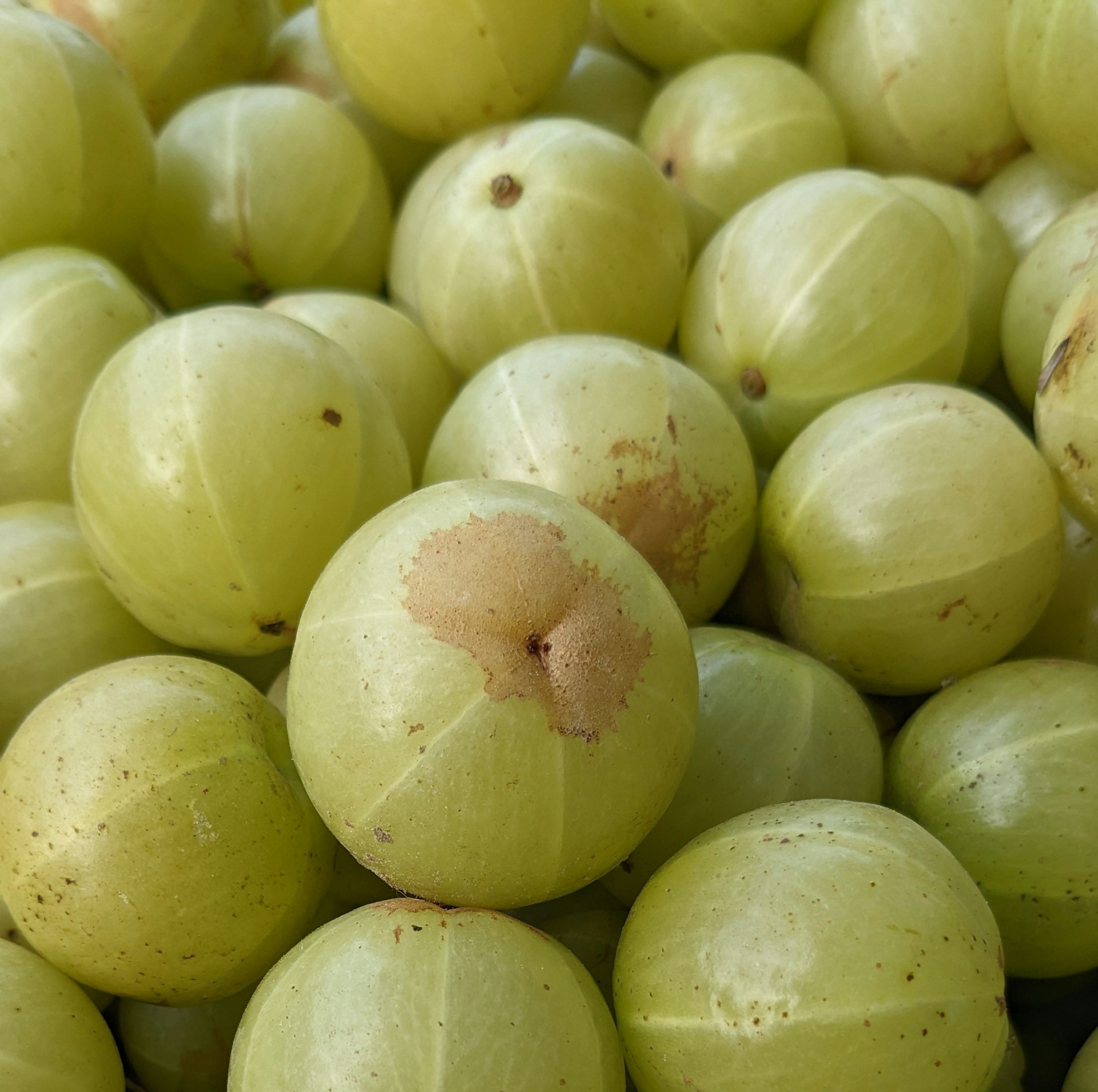 Amla.jpg