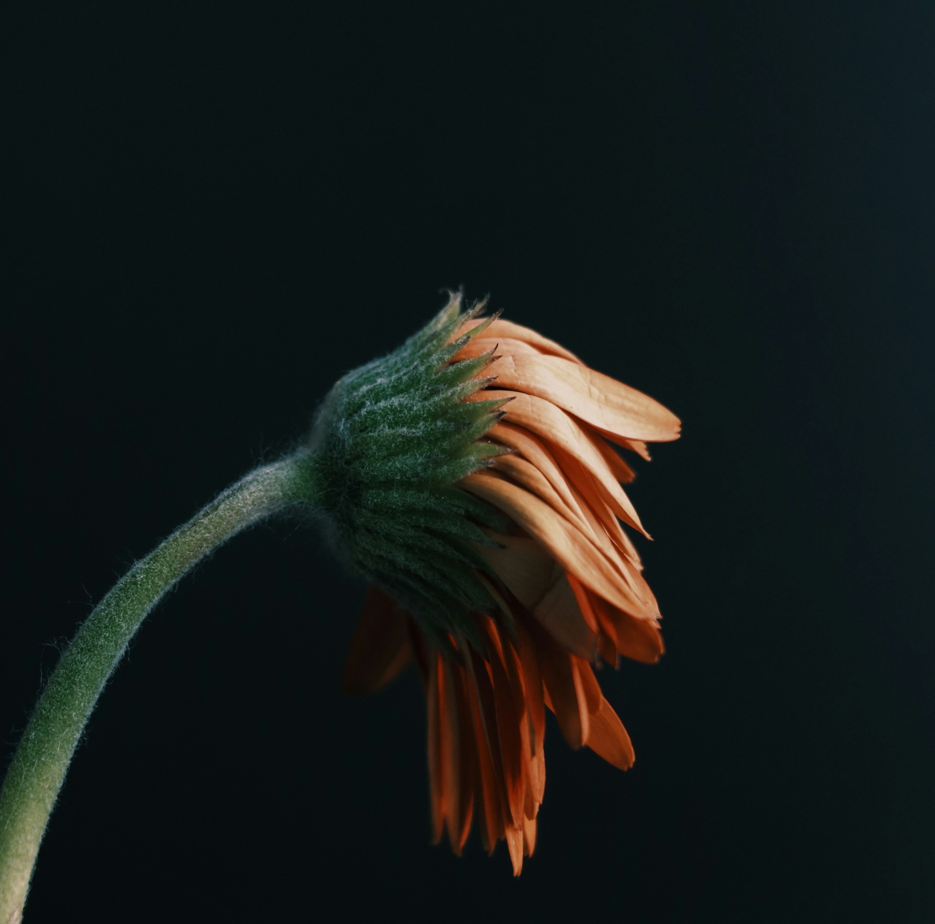 sweet potato flour.jpg